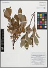Foto von Salix arctica subsp. crassijulis (Trautv.) A. K. Skvortsov